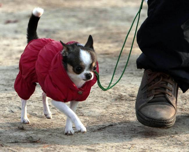 七旬老人不满小区狗吠 毒杀22只宠物犬获罪