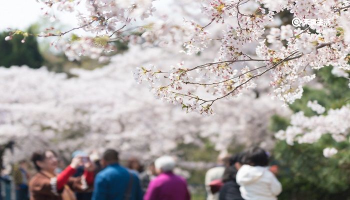 湖州市春季赏花去哪里